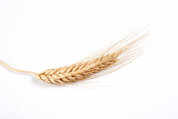 .Wheat grain ear or spike plant