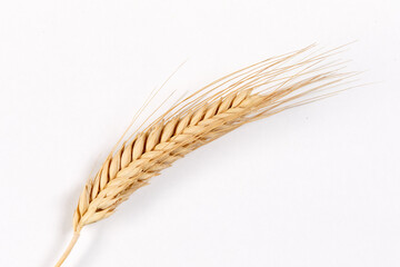 .Wheat grain ear or spike plant