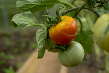 Red and green Tomatoes hang on a Branch in the greenhouse