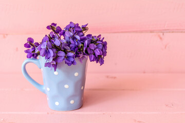 Beautiful Bouquet of Purple Violets Flowers  in a Small Blue Cup with Dots on a Pink Wooden Background