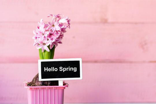 Pink Hyacinth Flower in Pot  with Hello Spring Text