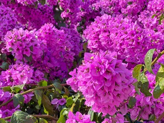 Flowers Bougainvillea tropical bush in garden against blue sky. Bright beautiful pink purple...