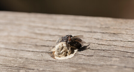 A fly sits on bird droppings. The insect eats excrement. Coprophagia.