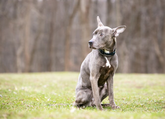 A shy brindle Terrier mixed breed dog sitting outdoors with a nervous expression
