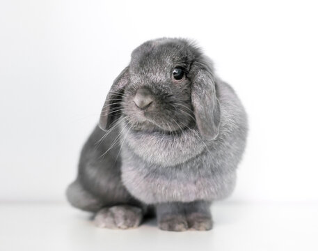A cute gray Lop rabbit sitting on a white background