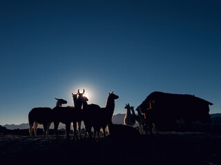 Silhouette of llamas on top of the hill at sunrise. Huancavelica, Peru