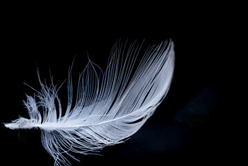 Feather, bird feather, artificial feather, painted feather falling and floating