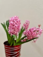 bouquet of hyacinth in a vase