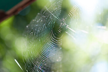 spider web in the morning