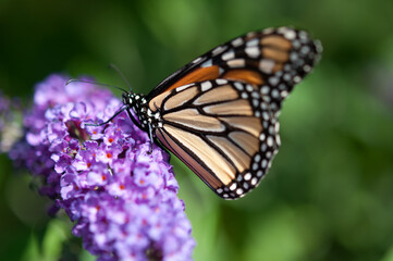 monarch butterfly on flower