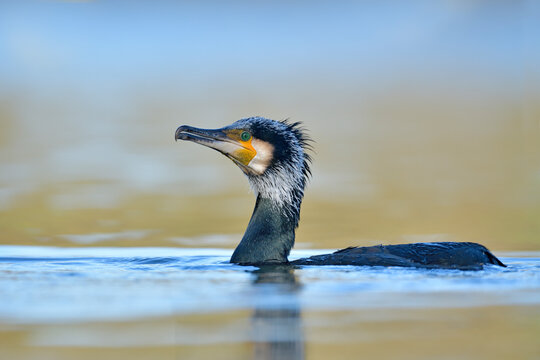 Kormoran Images – Browse 6,585 Stock Photos, Vectors, and Video | Adobe ...