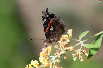 Vanessa atalanta butterfly on yellow butterfly bush