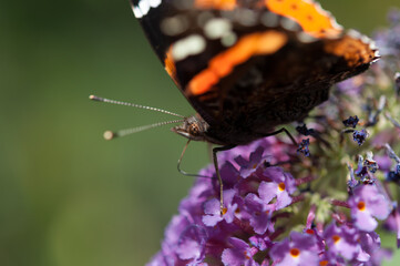 Vanessa atalanta butterfly close up