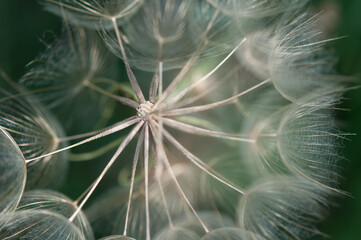 large seedhead of the Tragopogon dubius (salsify) up close