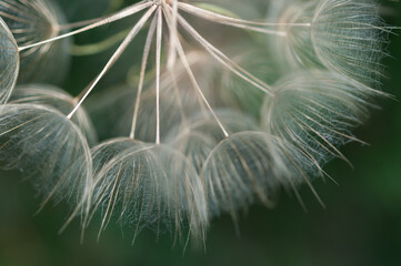 large seedhead of the Tragopogon dubius (salsify) up close