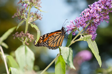 monarch butterfly on flower