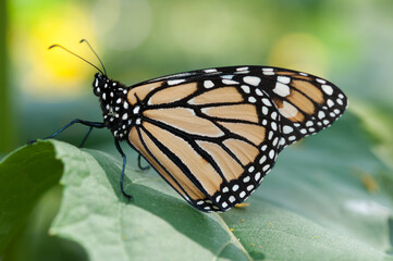 Naklejka premium butterfly on a leaf