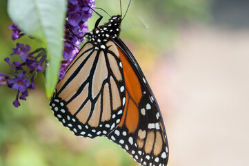 monarch butterfly on a flower