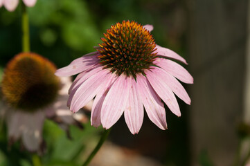 pink flower on a darkish brown and green background