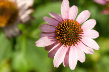 Obraz premium pink daisy flower in the sun