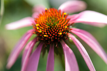 close up of a pink flower