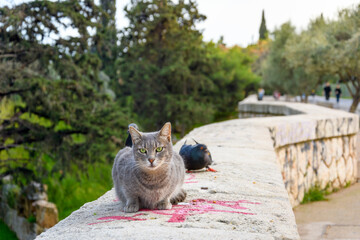 A stray short hair gray tabby looks at the camera as two pigeons come up behind him on a stone wall on lower Acropolis Hill in Athens, Greece.