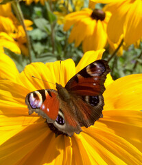 Peacock Butterfly on Flower