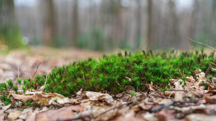 Young green grass among dry fallen leaves in early spring in the forest. Ground level view
