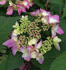 Violet flowers