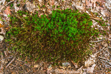 Young green grass among dry fallen leaves in early spring in the forest. View from above