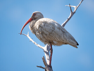 white ibis perched in a tree