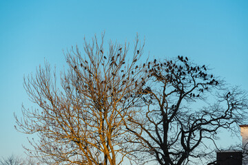 Black birds on the bare branches of two large trees, one tree in the light of the side evening sun, the second in the shade. Bottom side view