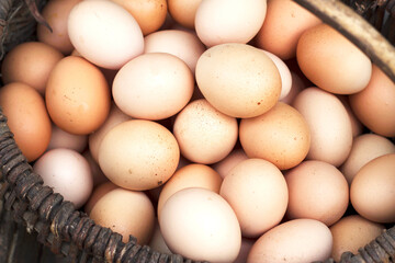 brown bio natural eggs in a basket