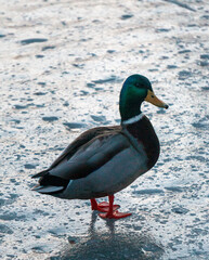 Beautiful male duck sitting on a frozen lake and looking direct into the camera