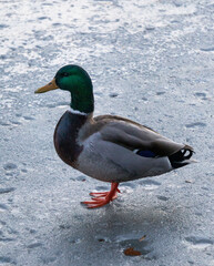 Winter landscape with a beautifully colored duck sitting on the icy water of a park lake