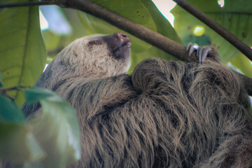 A two-toed sloth wakes up from a nap, Costa Rica. 