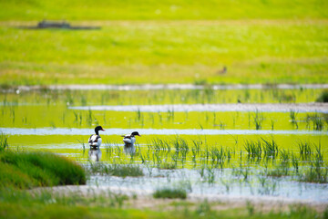 Shelducks in water landscape
