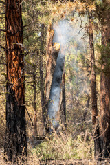 Aftermath of the Two-Four-Two fire that burned parts of Chiloquin, Oregon