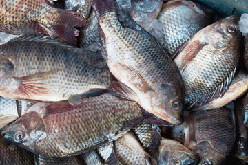 Fresh raw caught fishes on ice sale at fish market. Seafood pattern