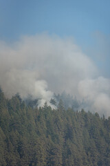 Smoke rises from pine forest during the daylight hours of a wild fire