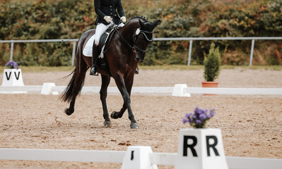 Black dressage horse with rider, photographed from the front in the dressage arena during an...