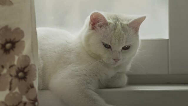 Cute white cat yawns snugly perched on the window