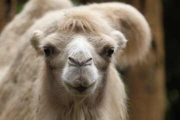 head of camel