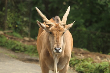 Naklejka na ściany i meble head of antelope, taman safari indonesia