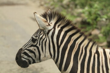 Fototapeta na wymiar the head of zebra