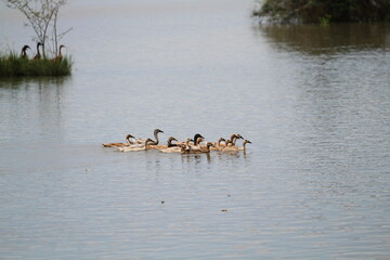 Duck swimming in the lake, cibereum lake, bekasi, indonesia