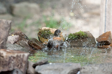 Robin in the water taking bath