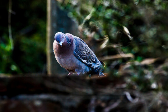 Paloma en busca de alimento.