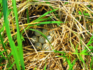 nests with eggs, colored birds, parakeets, birds, flying, resting, birds, birds flying over a lake, flocks, fauna, wings, flight, pechar, feathers, buzzard, eagle,
