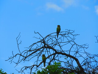 nests with eggs, colored birds, parakeets, birds, flying, resting, birds, birds flying over a lake, flocks, fauna, wings, flight, pechar, feathers, buzzard, eagle,
